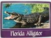 FLORIDA ALLIGATOR FOT. JOHN HINDE CURTEICH